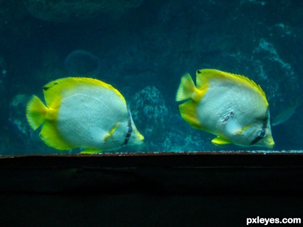 Creation of eye see under the sea: Step 8