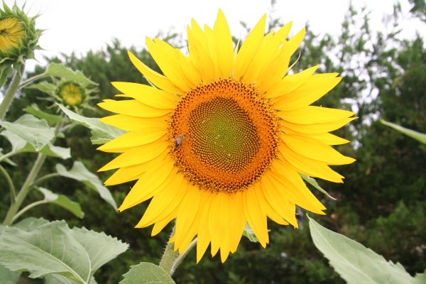 Creation of flowereye: Step 1