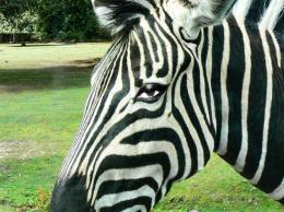 Zebraeye