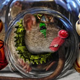 RatUnderGlass