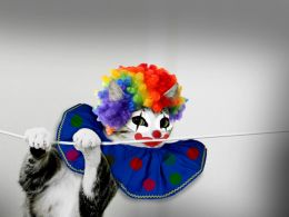 clown cat