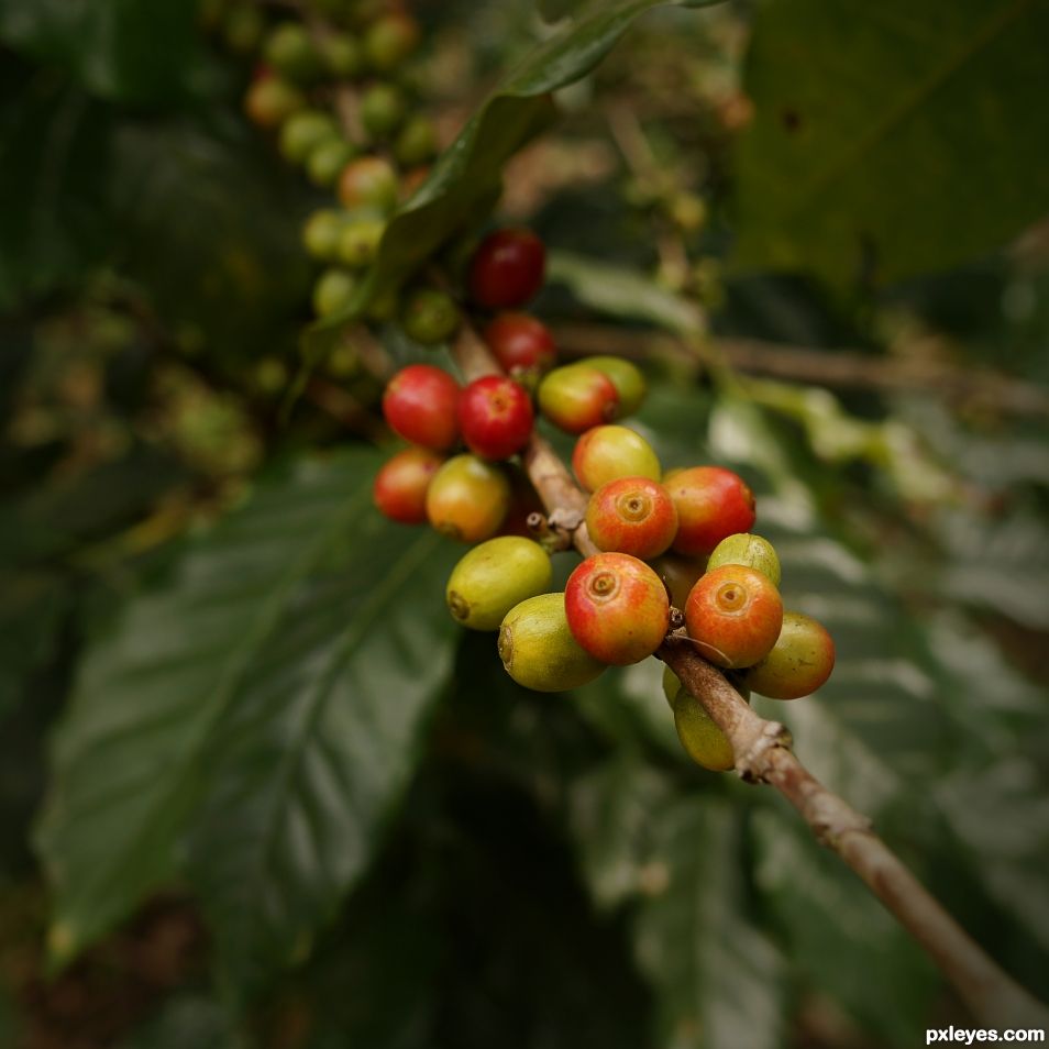 Coffee Beans