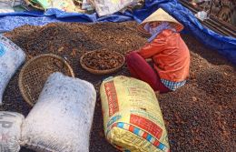 Sorting Coffee Beans Picture