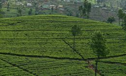 Liptons Tea Gardens