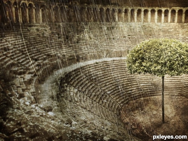 The Tree Of Colosseo