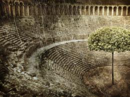 The Tree Of Colosseo