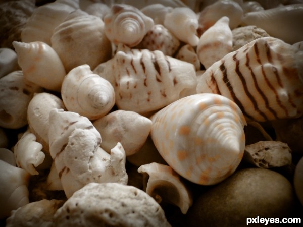 Seashell collection