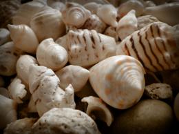 Seashell collection