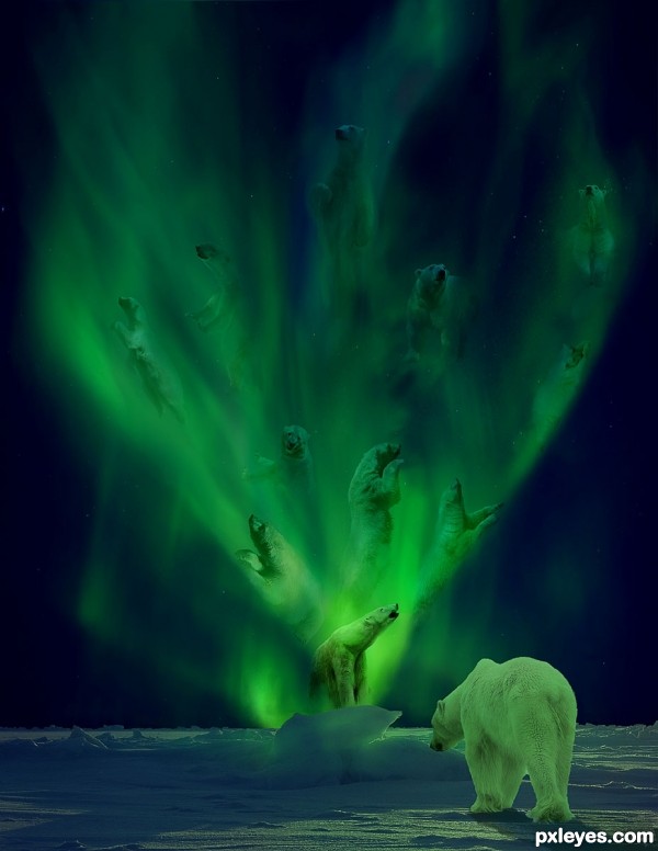 An Aurora of Polar Bears photoshop picture)