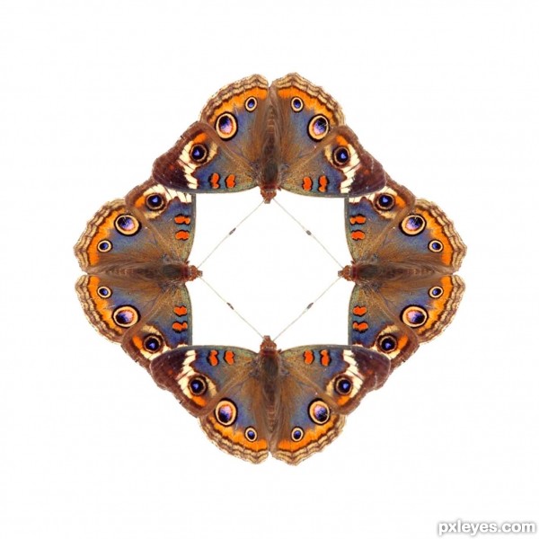 Creation of A kaleidoscope of butterflies: Step 1