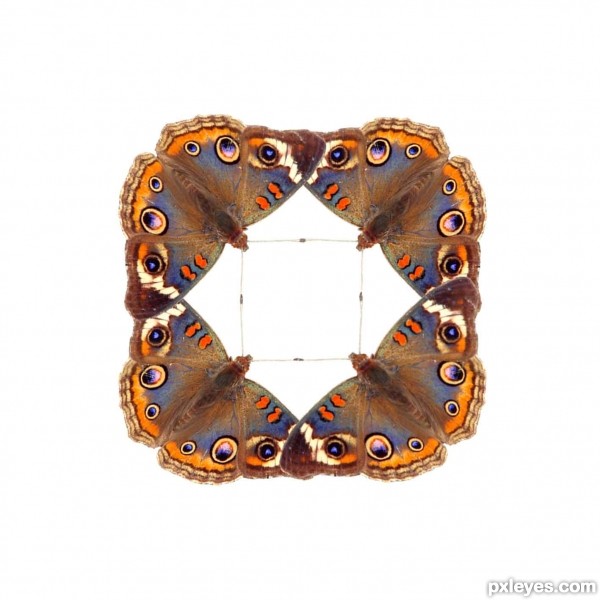 Creation of A kaleidoscope of butterflies: Step 2