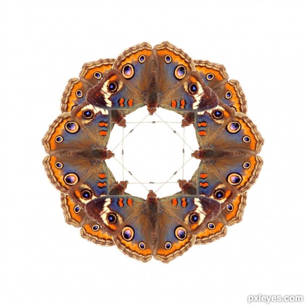 Creation of A kaleidoscope of butterflies: Step 3