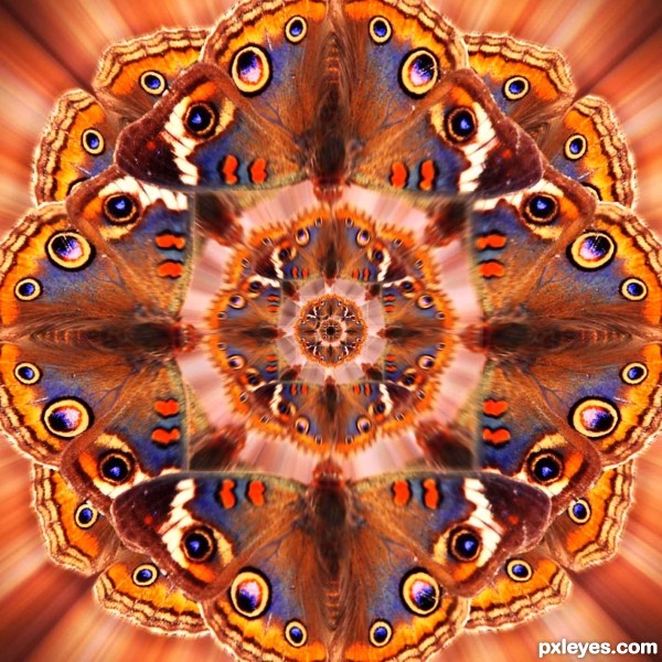 Creation of A kaleidoscope of butterflies: Step 7
