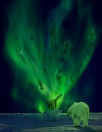 An Aurora of Polar Bears