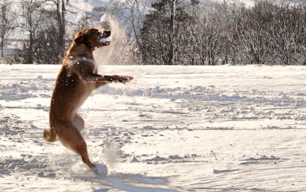 A Dog & A Snowball