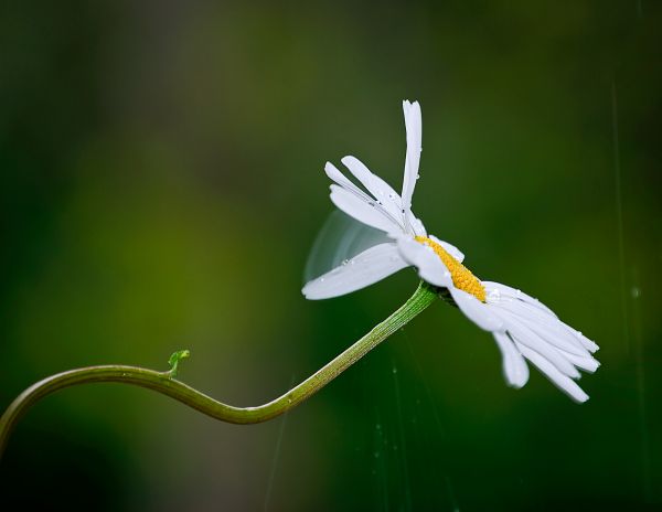 rain dropplet on flower