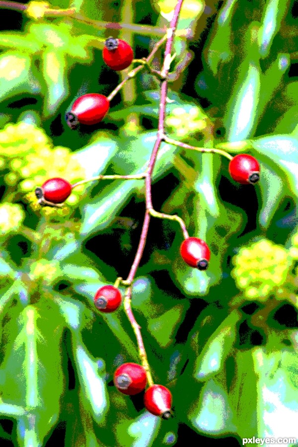 Berries