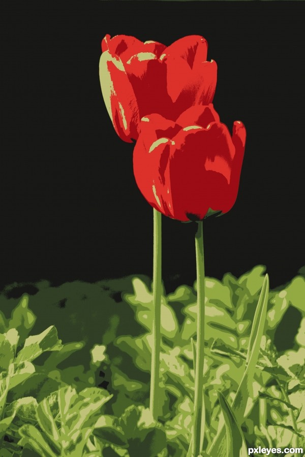 Tulips photoshop picture)