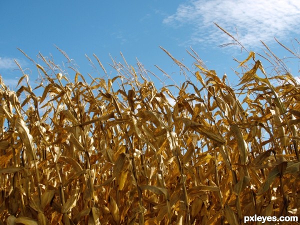 Creation of Corn: Step 1