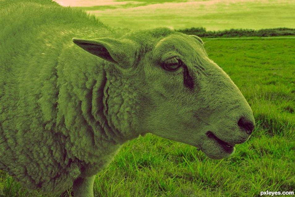 Bee bee green sheep