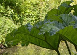 Large Leaves