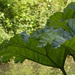 LargeLeaves