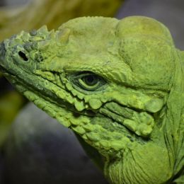 Iguana