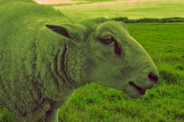Bee bee green sheep