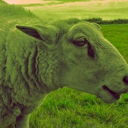 Beebeegreensheep