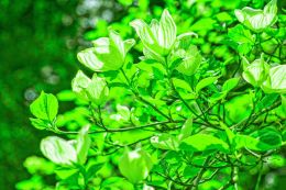 Sprintime green