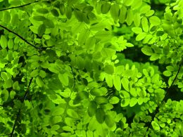 Green leaves