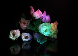 Roses Picture