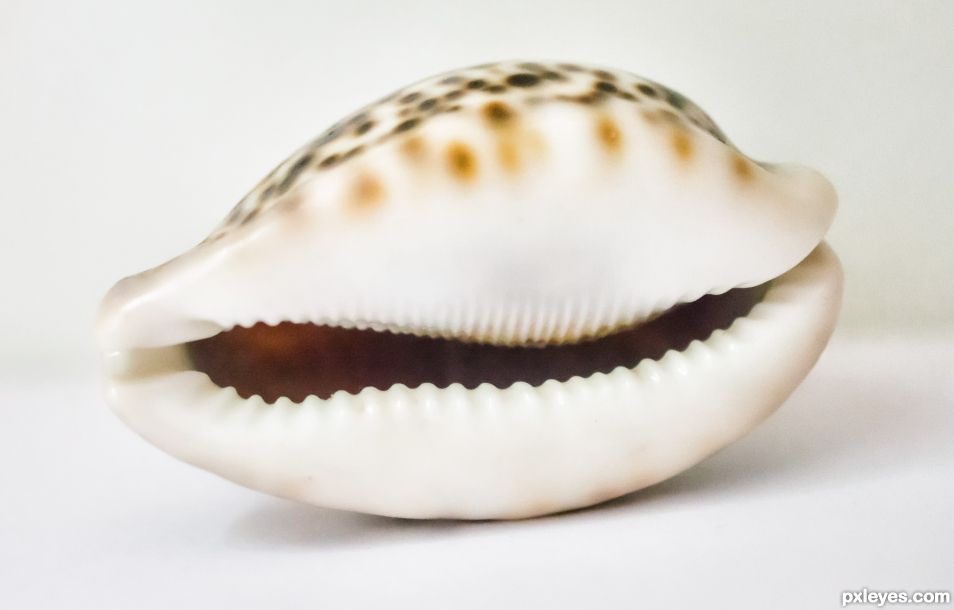 Cowrie smile