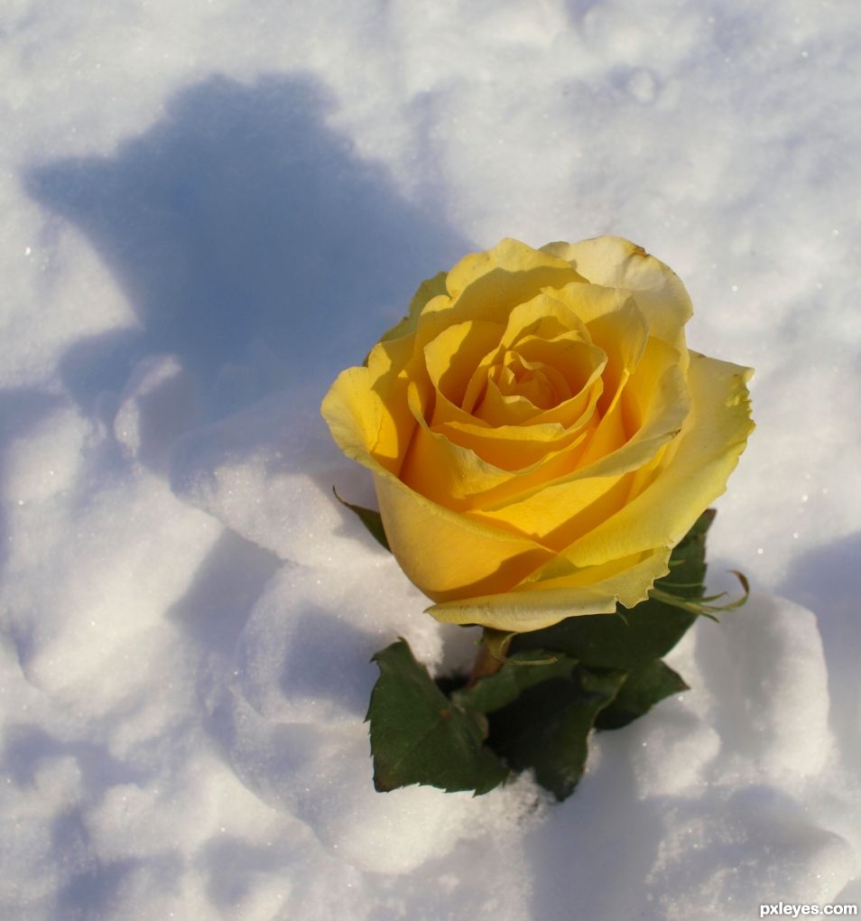 Snow Rose