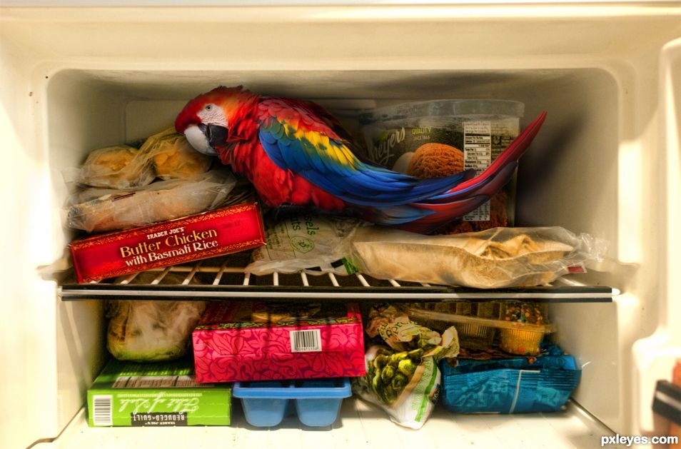 BAR JOKE: Parrot in the Freezer