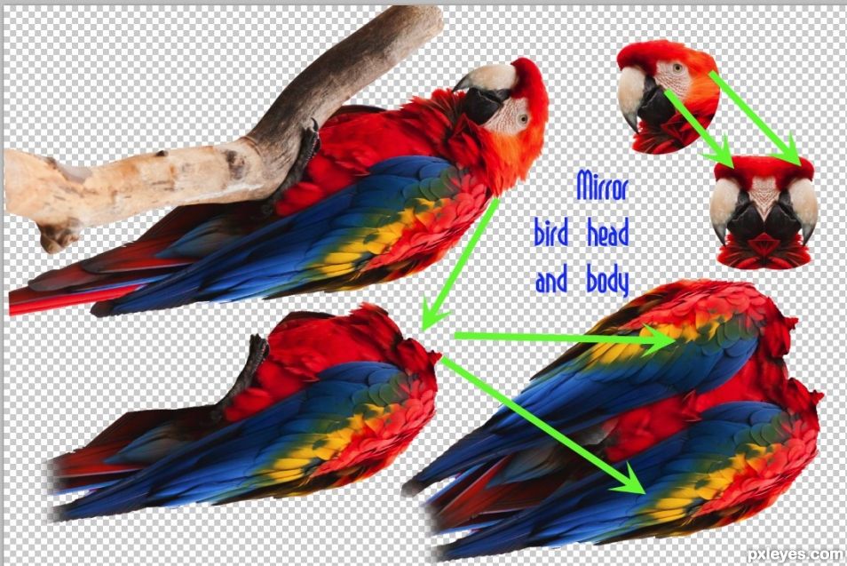 Creation of Mule Macaw: Step 4