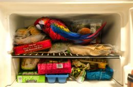 BAR JOKE: Parrot in the Freezer