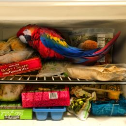 BARJOKEParrotintheFreezer