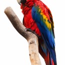 colorful parot photoshop contest