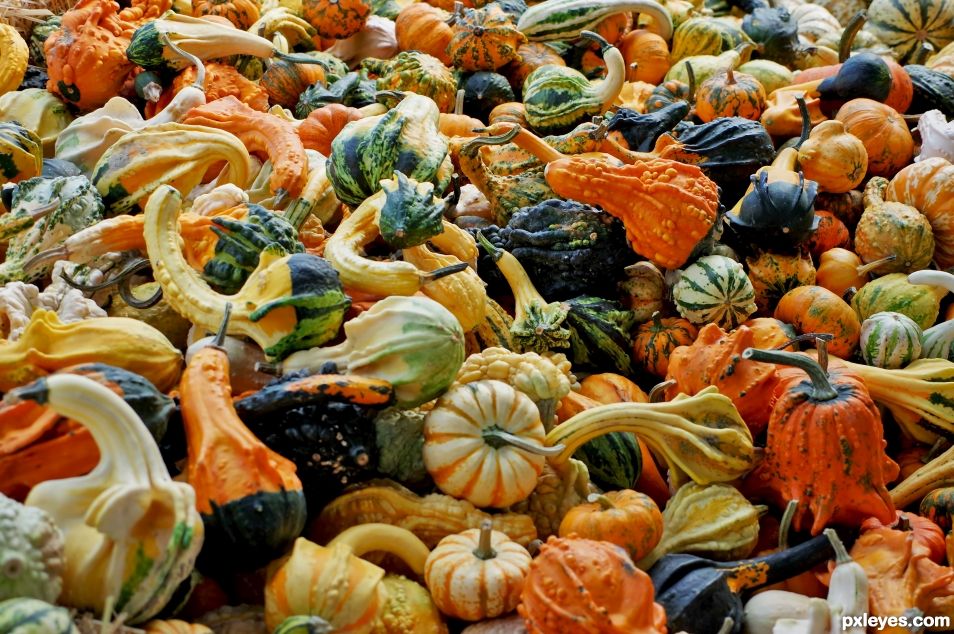 Local Gourds