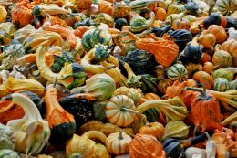 Local Gourds