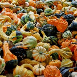 LocalGourds