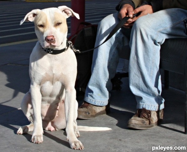 Creation of man's best friend: Step 1