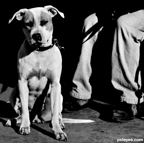 Creation of man's best friend: Step 2