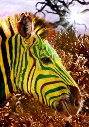 ANotSoCommonZebra