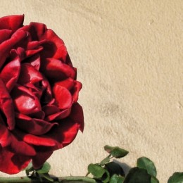 RoseforAdBackground