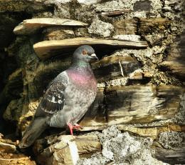 carrierpigeon