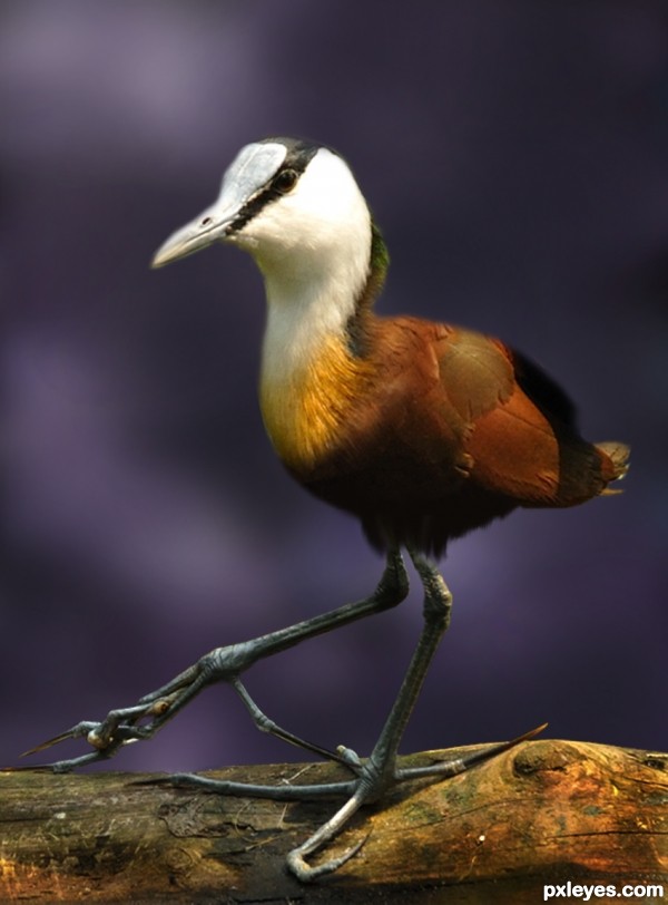 Creation of African Jacana (Compact): Final Result