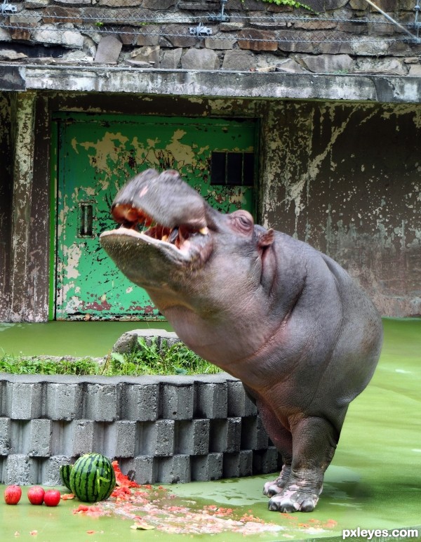 Herbert Hippo