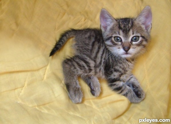 Mini Kittens For Sale